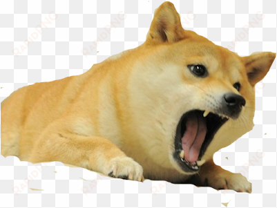 doge transparent png - transparent doge