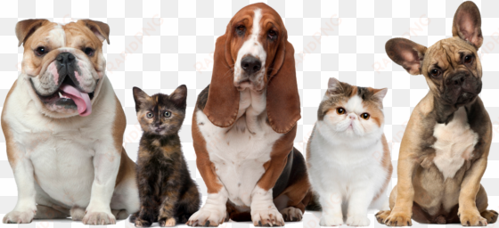 dogs & cats - pets cats and dogs