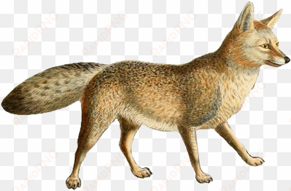 dogs, jackals, wolves, and foxes - foxes jackals coyotes wolves dogs