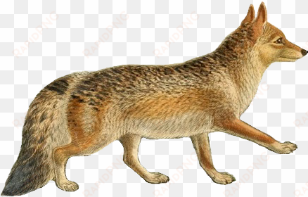 dogs, jackals, wolves, and foxes - jackal png