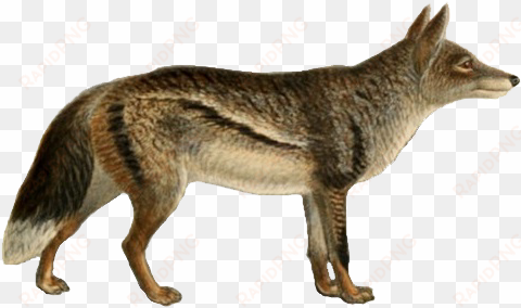 dogs, jackals, wolves, and foxes - jackal transparent