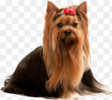 dogs' own grooming salon is northern colorado's most - yorkshire terrier
