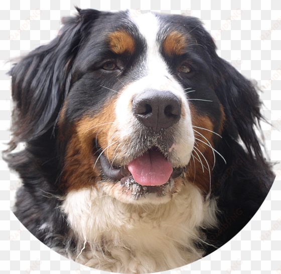 dogs png image without background - bernese mountain dog png