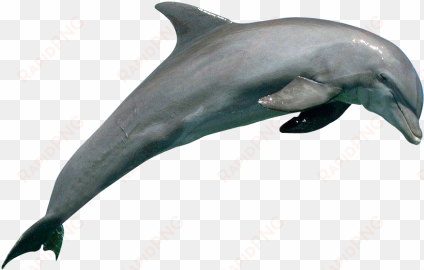 dolphin png image - dolphin png
