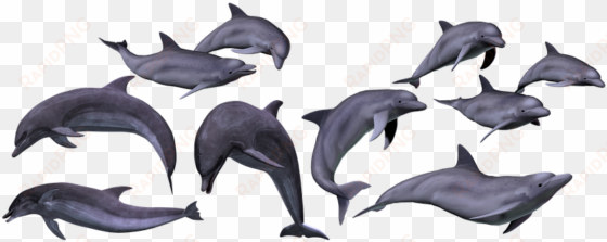 dolphins, marine, sea, ocean, animal - dolphin
