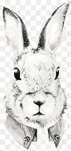 domestic rabbit watercolor painting illustration transprent - rabbit