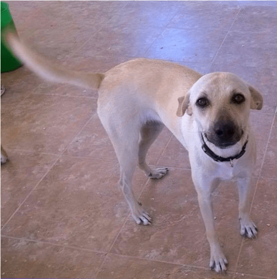 domino adopted into a forever home - companion dog