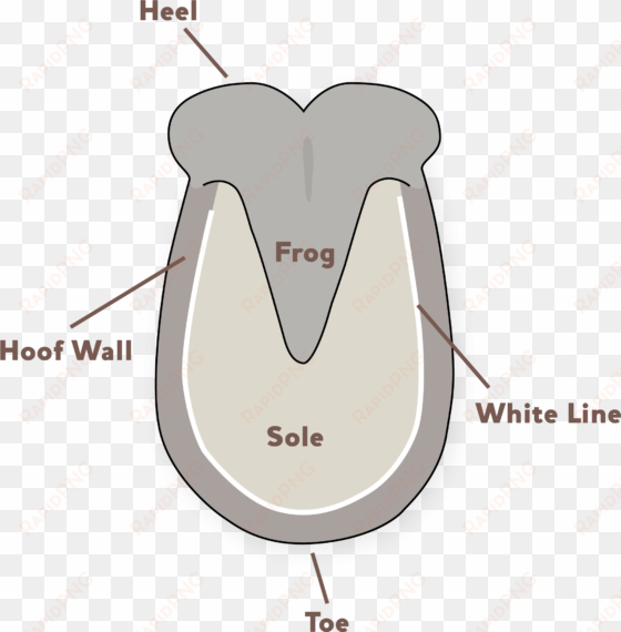 Donkey Hoof Problems - Donkey Hooves transparent png image