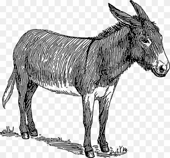 donkey mule drawing line art blanket - donkey drawing