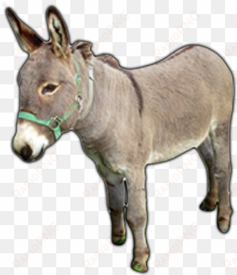 donkey png images - dunkey animal