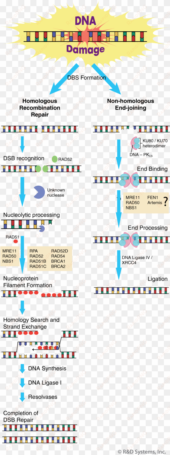 double strand break repair - dna repair dna ligase