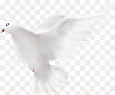 dove png transparent background - home