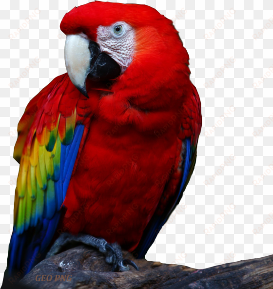 download all parrots png images and transparent's to
