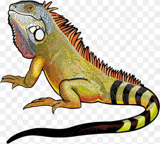 download amazing high-quality latest png images transparent - iguana png