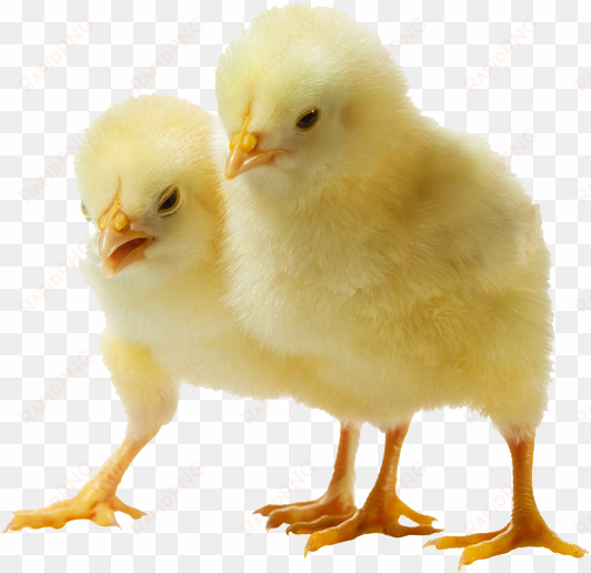 download amazing high-quality latest png images transparent - png image of chicks