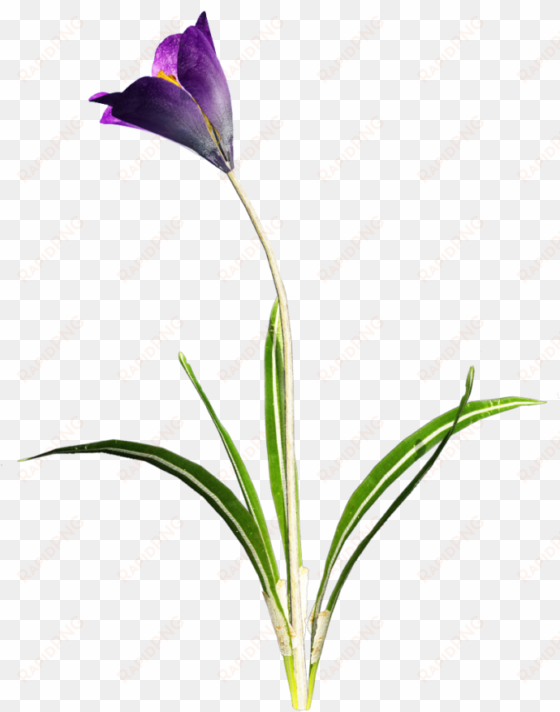 download amazing high-quality latest png images transparent - purple flower with stem transparent
