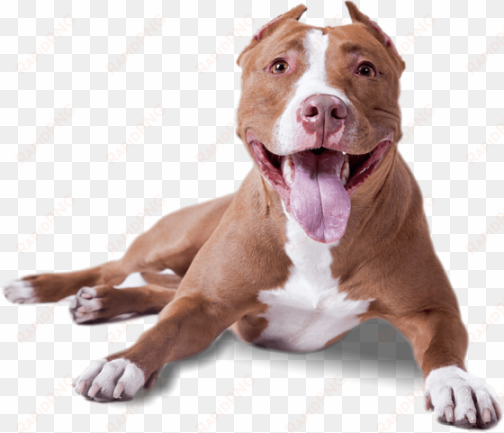 download - american pitbull terrier png