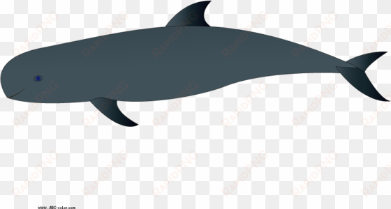 download bitmap picture melon-headed whale - wholphin