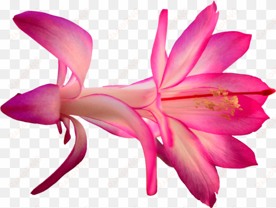 download - cactus flower png