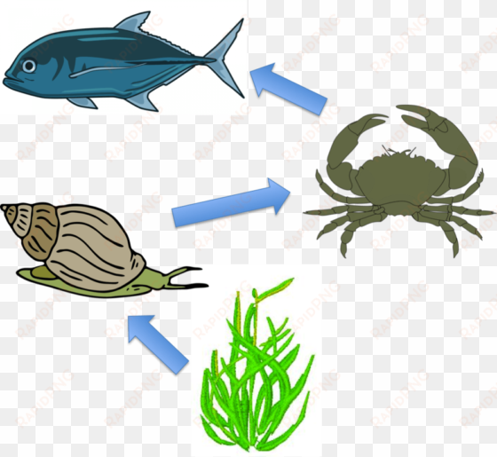download food chain in the ocean clipart crab food - food chain in sea