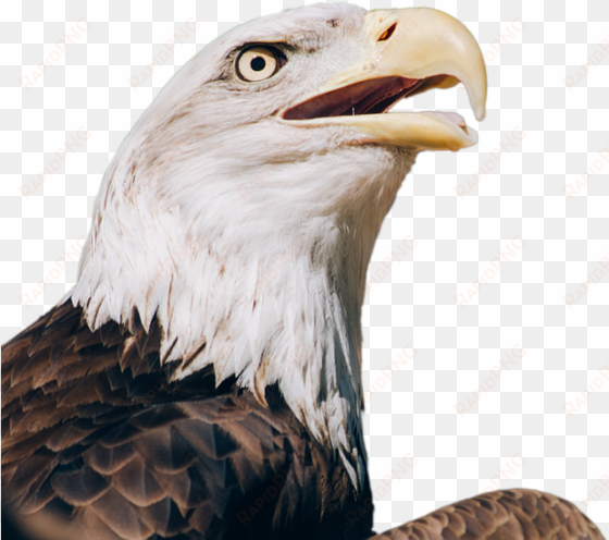 download free eagle png transparent images transparent - bald eagle transparent