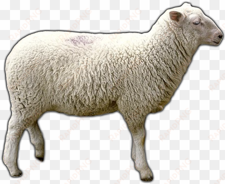 download free high quality sheep png transparent images - sheep png