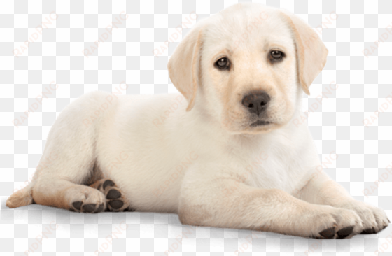 download - golden retriever puppy png