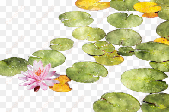 download lotus watercolor png clipart sacred lotus - watercolour water lily png