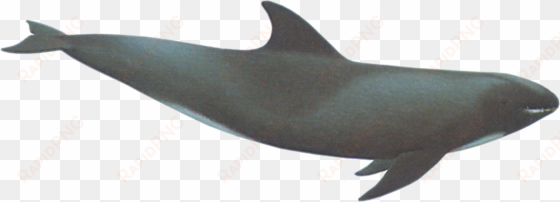 download - melon headed whale and a rough toothed dolphin