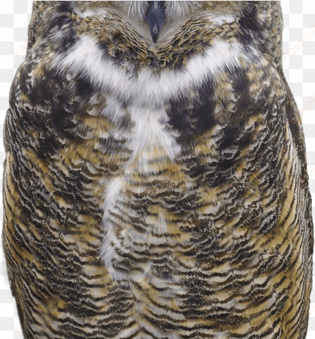 download owl free png photo images and clipart freepngimg - great horned owl transparent background