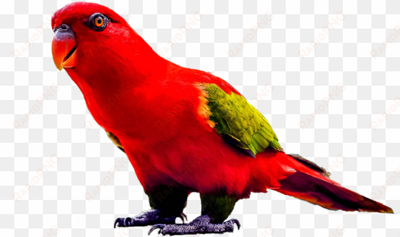 download parrot png transparent images transparent - loro rojo png