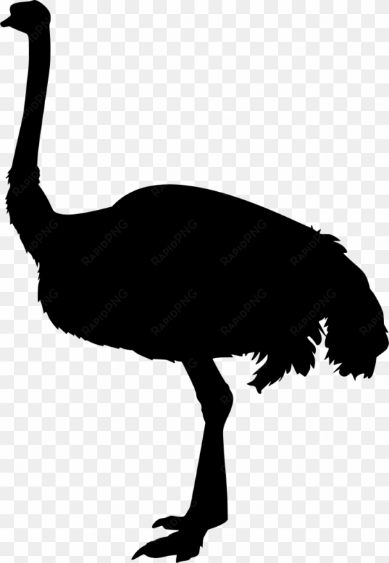download png - common ostrich