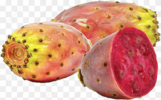 download - prickly pear cactus morocco