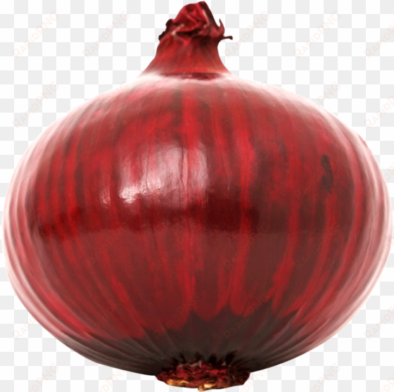 download red onion png image - red onion transparent background