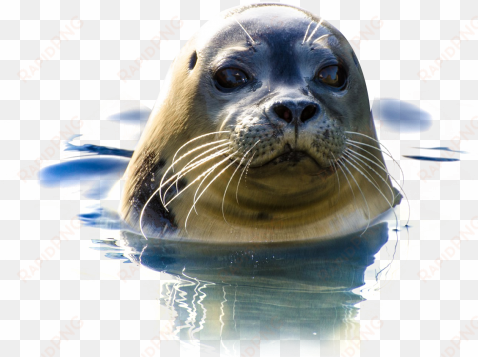 download seal in water png image - crocodile in water png