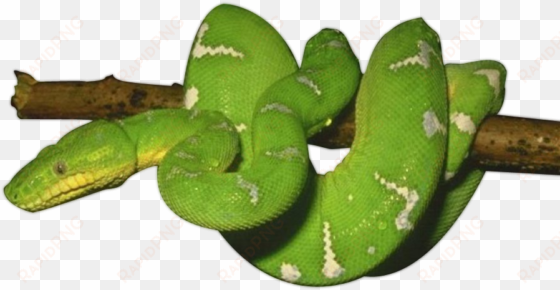 download snake png transparent images transparent backgrounds - green snake png