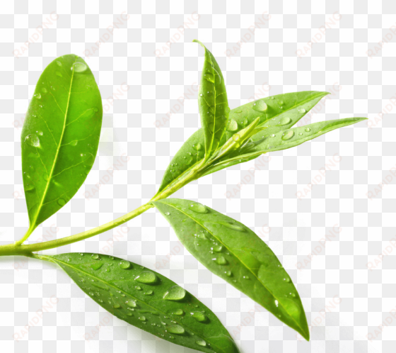 Download Tea Tree Png Clipart Green Tea Tea Tree Oil - Tea Tree Leaf Png transparent png image