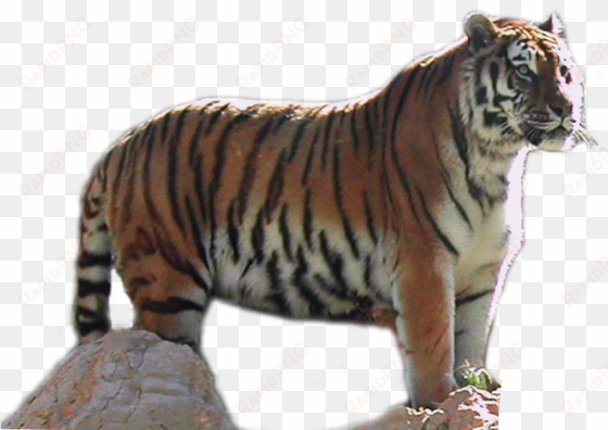 download tiger png transparent images transparent backgrounds - portable network graphics
