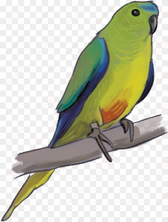 download wallpaper parakeet clipart full wallpapers - lovebird