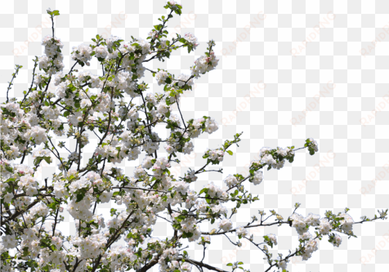 download - white flower tree png