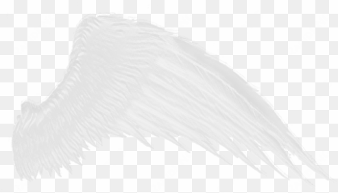 download - white wings transparent background