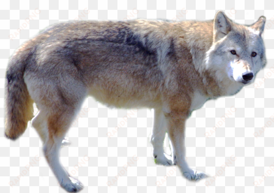 download - wolf png