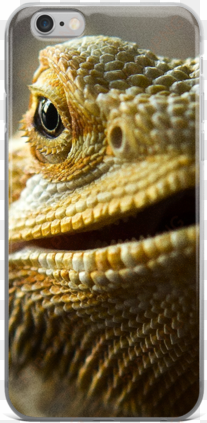 dragon pet - bearded dragons