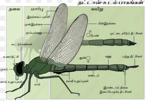 dragonfly anatomy tamil- final - dragonfly