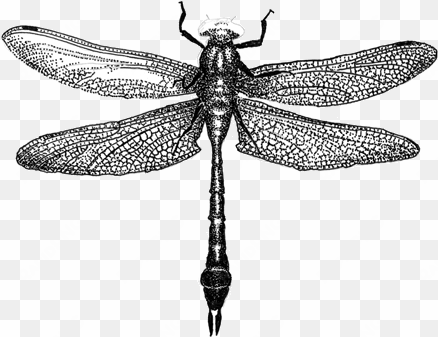 dragonfly drawings designs - dragonfly drawing png