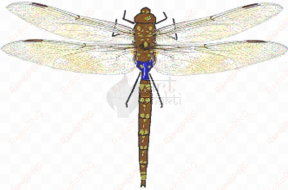 dragonfly graphics art - anax