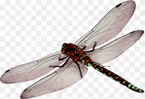 dragonfly png