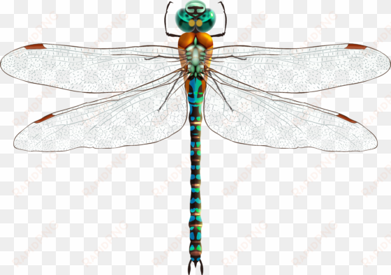 dragonfly png clip art - dragonfly png
