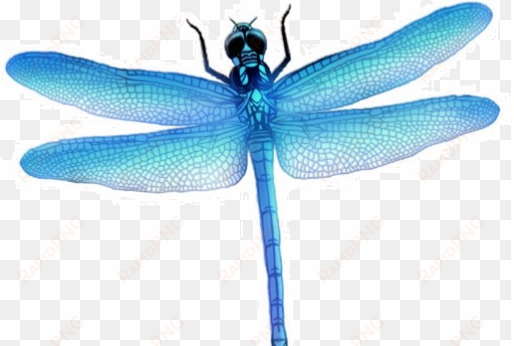 dragonfly png picture - dragonfly png
