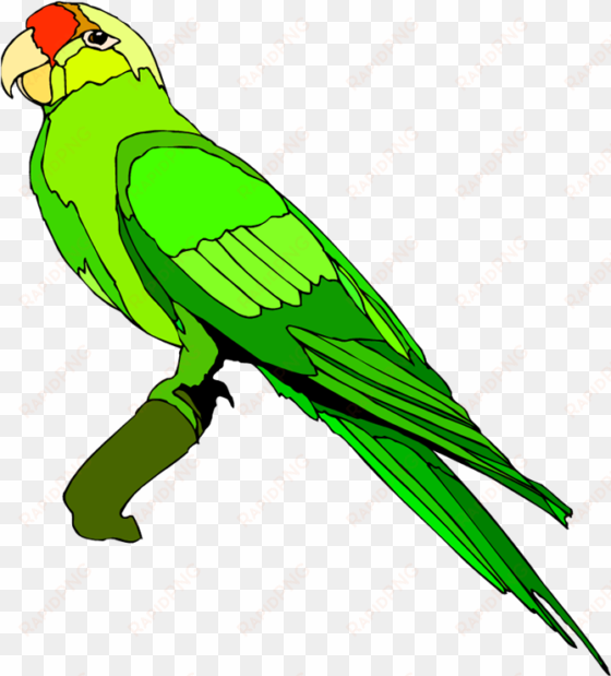 drawing alphabet parrot png royalty free stock - clip art images parrot